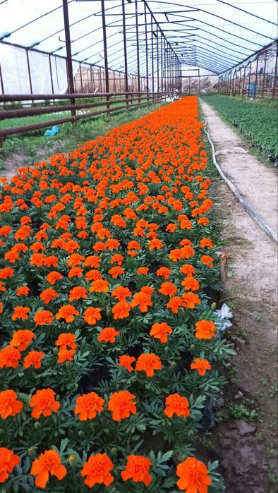 Gullar sotiladi narxi kelishilgan