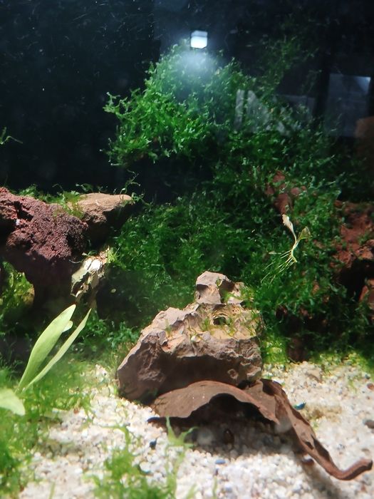 Moss creveti shrimp acvariu