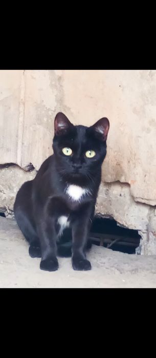 Отдается чёрная красавица