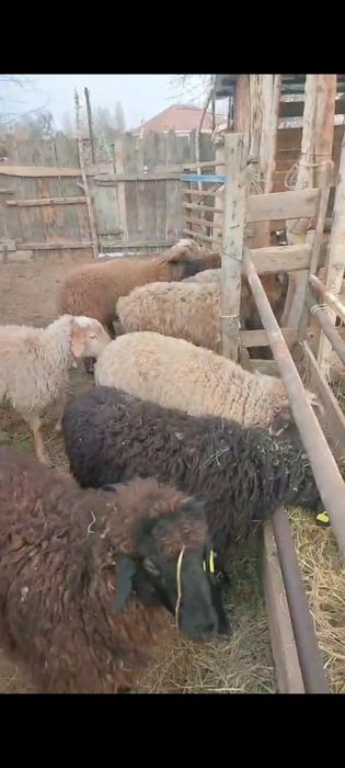 Токты, қойлар сатылады