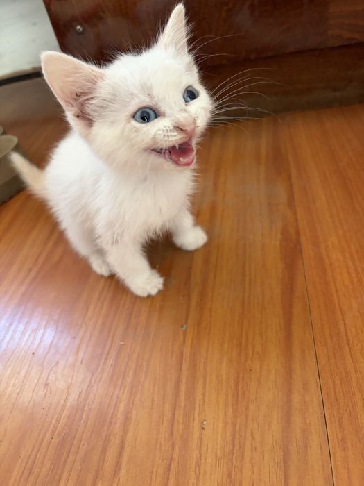 Отдам котенка  Селекционная