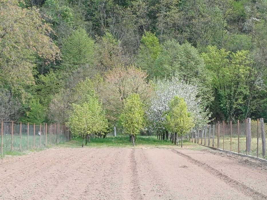 Loc de casă cu grădină, loc. Toc, jud. Arad