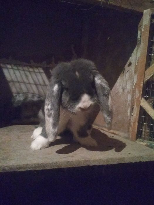 Французский баран