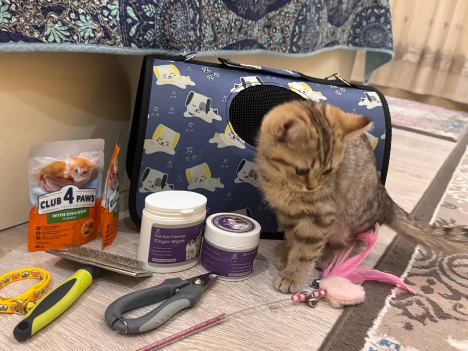 Narsalari qoshib beriladi Mushukcha