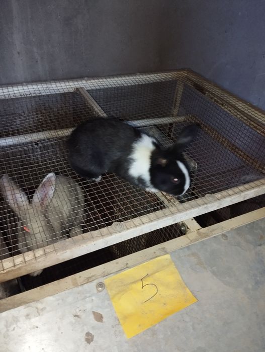 Сотилади куенлар отаси хикол бир ойлик