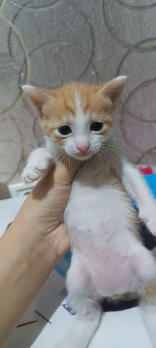 Кошка бесплатно мальчик