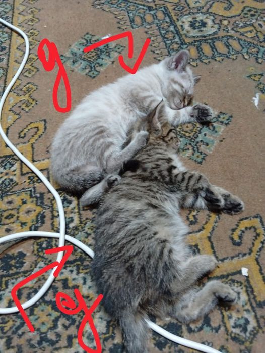 Отдам котят в хорошие и добрые руки