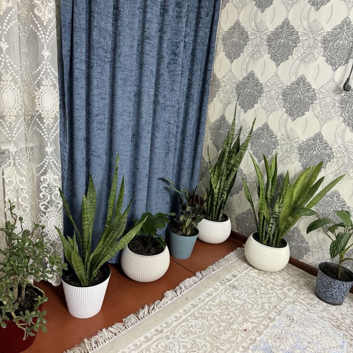 Комнатные цветы для офиса