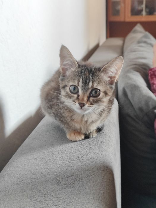Отдам котята бауырластар 2