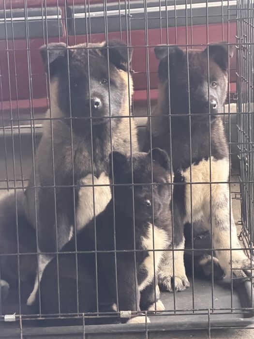 Щенки Американской Акиты