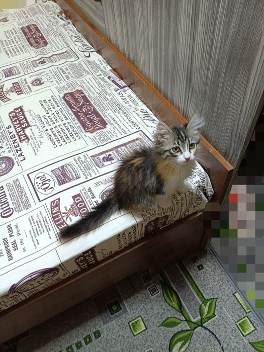 Девочка в добрые руки