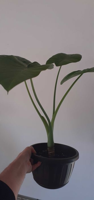 pante verzi colocasia (urechea elefantului)