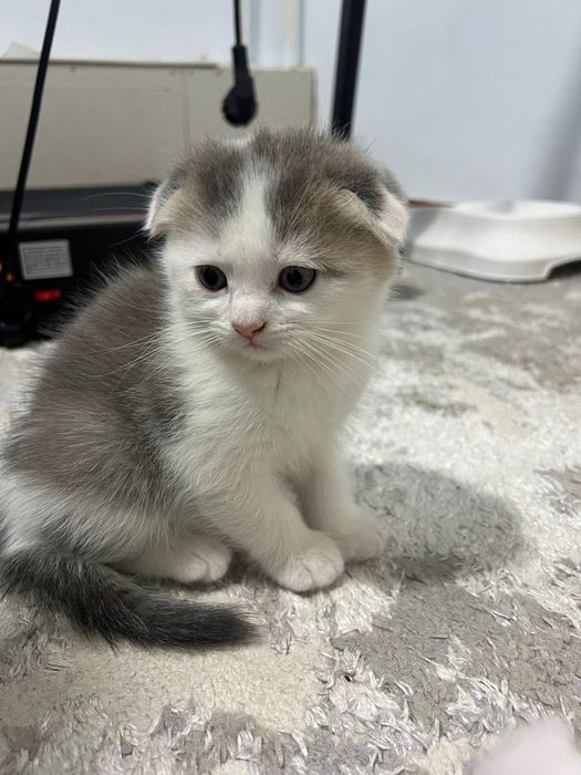 Продаётся котёнок скоттиш фолд