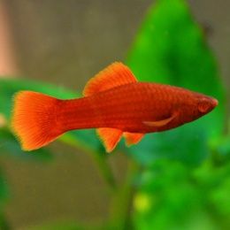 Рыбки меченосецы  и сомики