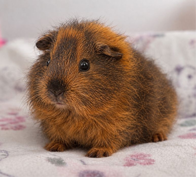 Vand porcusor de Guineea rasa Teddy Elvetian varsta 5 saptamani fetita