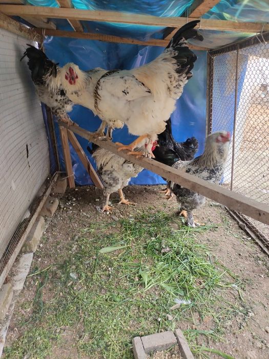 Brama xorozlar sotiladi