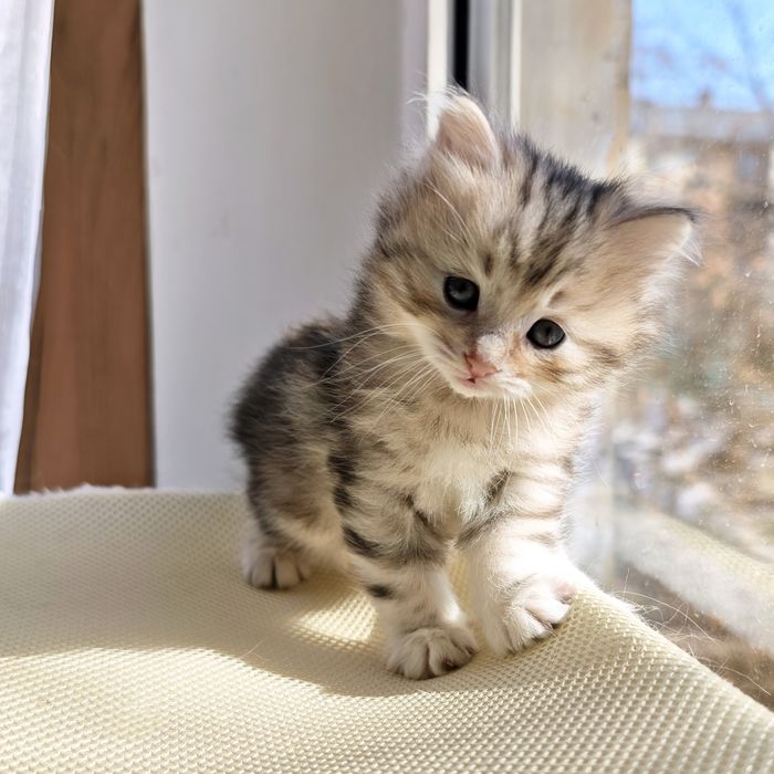 Котик Курильский бобтейл