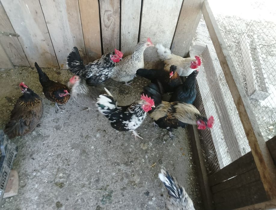 Vând cocoși americani.