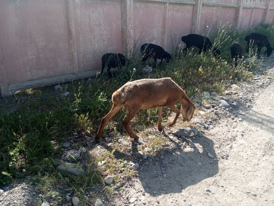 Куйлар сотилади, еки деу автомашинасига алмаштирилади соглигига ва еб