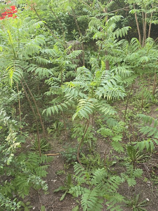 Саженцы дерева сумах