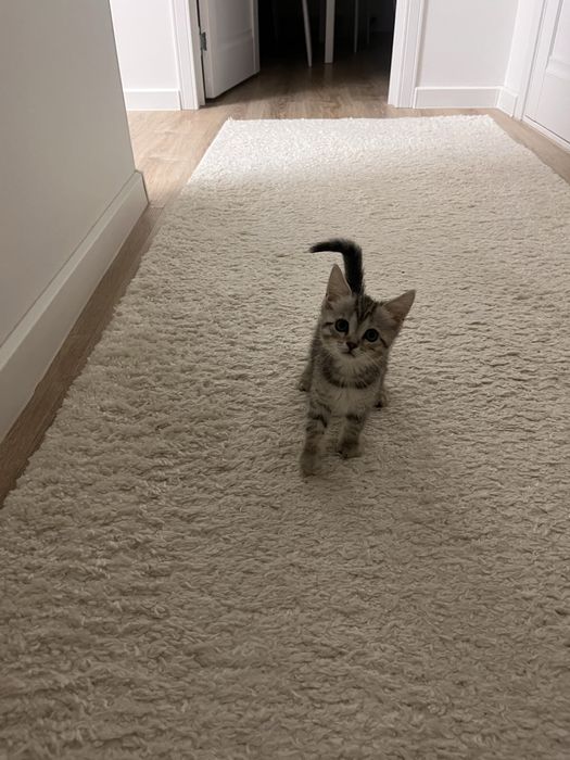 Продается котенок