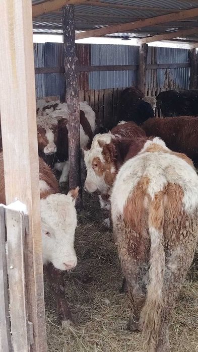 Продам тилята и теолочки