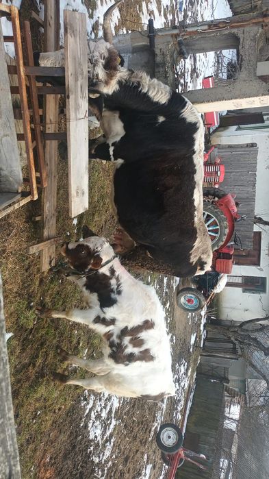 Vacă cu junca de vânzare!!