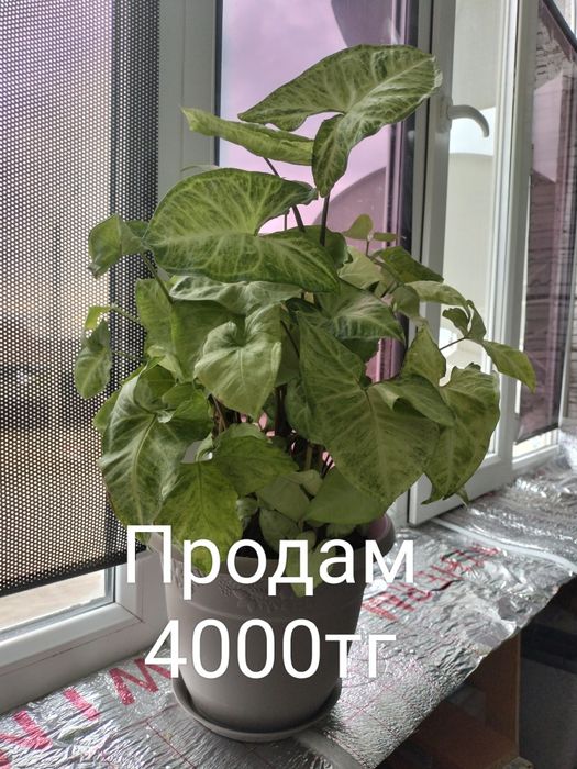 Продам сингониум
