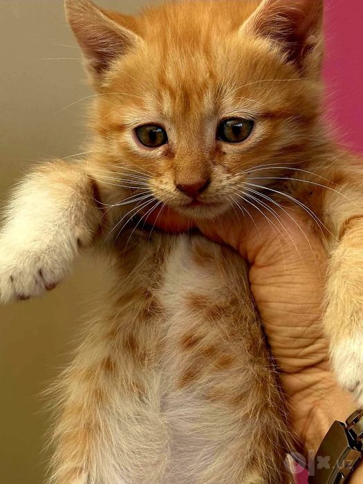 Котята даром в добрые руки