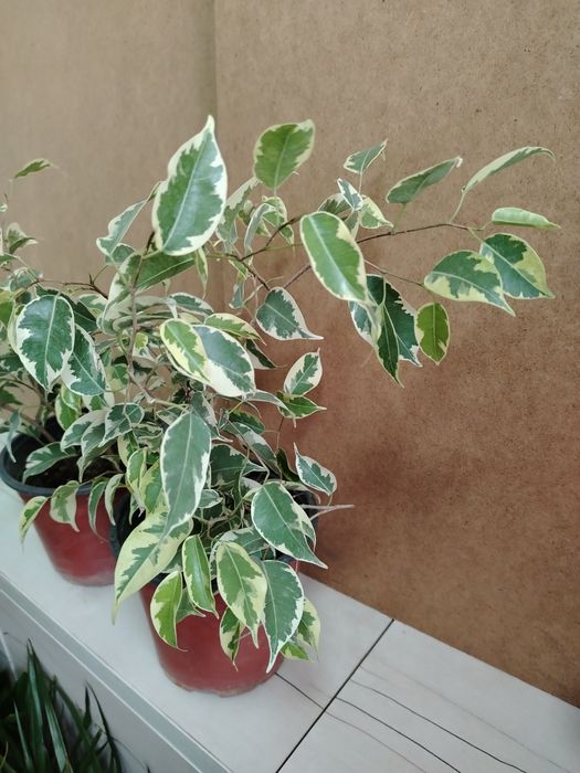 Лимон деревце плодоносящее