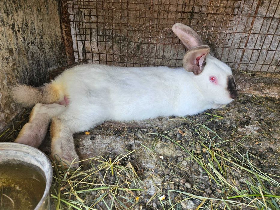 Vand iepuri mici si mari