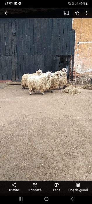 Vând 20 de oi noantine