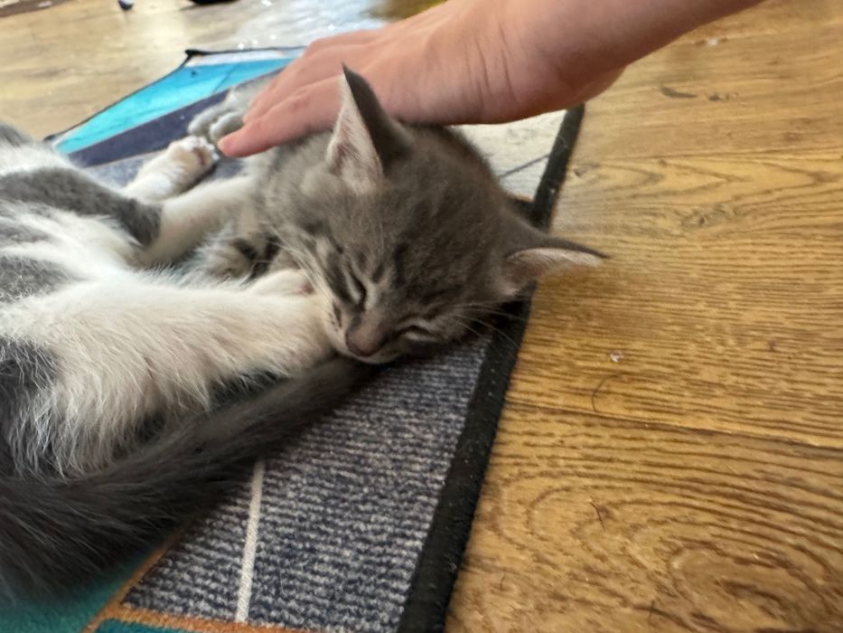 кошка мышеловка и ее котята