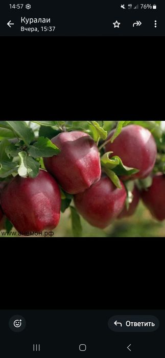 Яблока отличного сорта