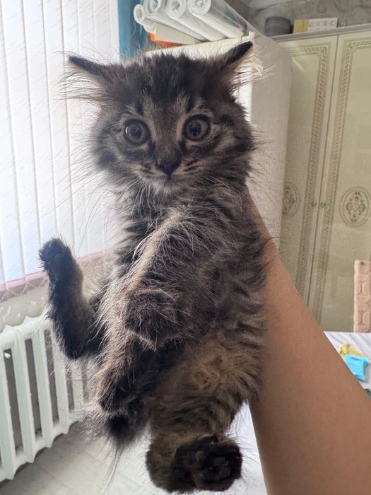 Отдам В добрые руки бесплатно