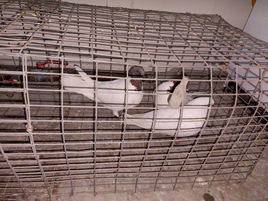 Кептер Құс Голуби