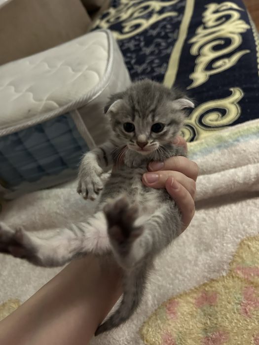 Кошка шотланские вислоухия