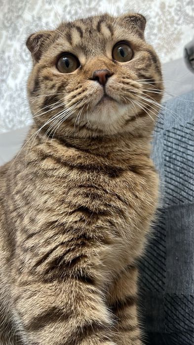 Отдам кота в добрые руки