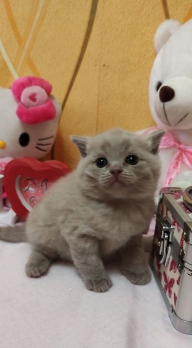 Бриташки малыши котята