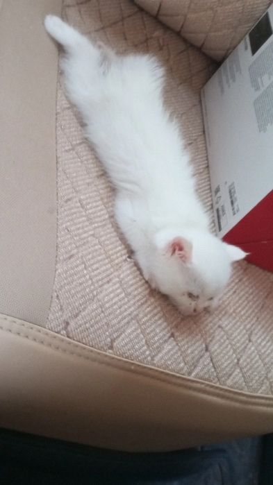 Шотландский мушуклар сотилади