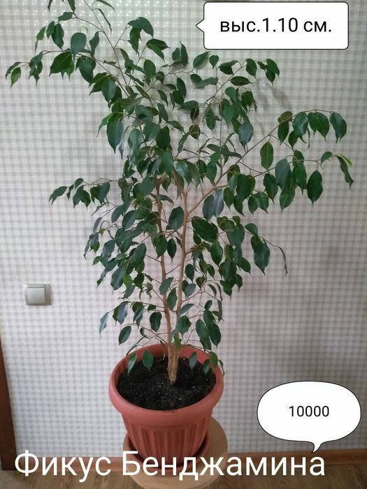 Цветы для дома и офиса