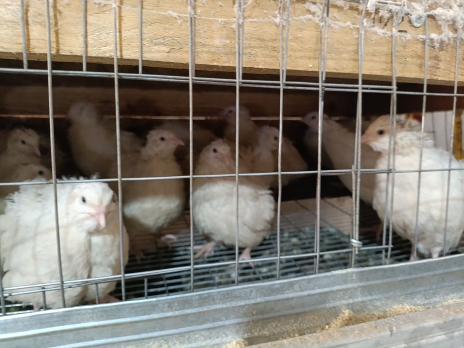 Белый гигант тухумларига заказ оламиз