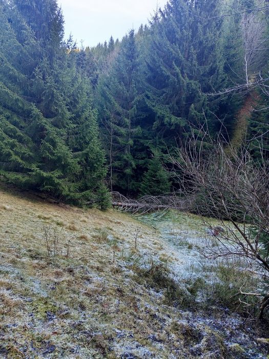 Vând teren cu pădure