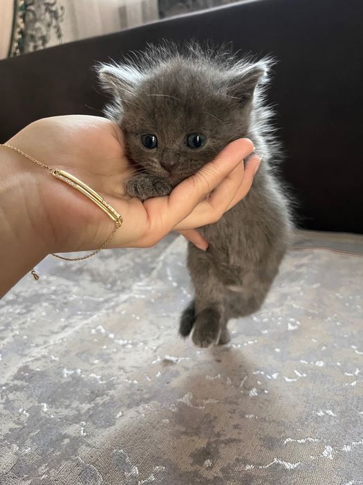 шотландские котята
