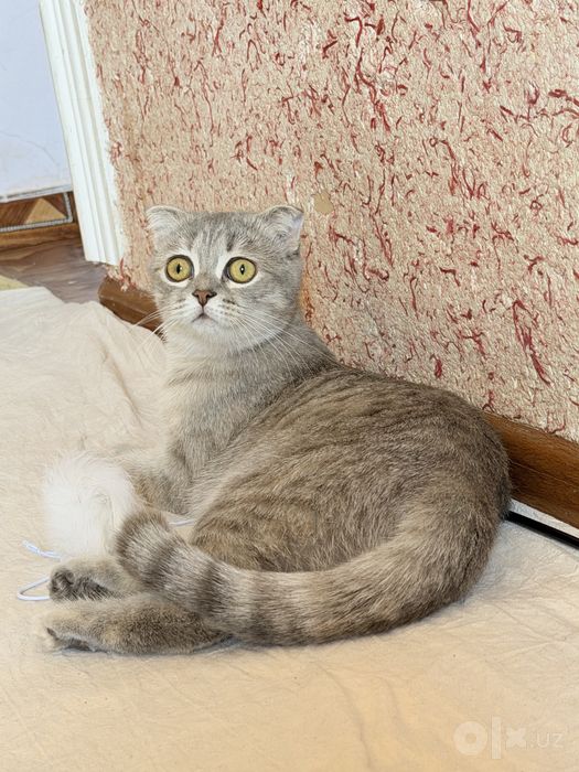 Кошка для вязки веслоухая 400.000 сум