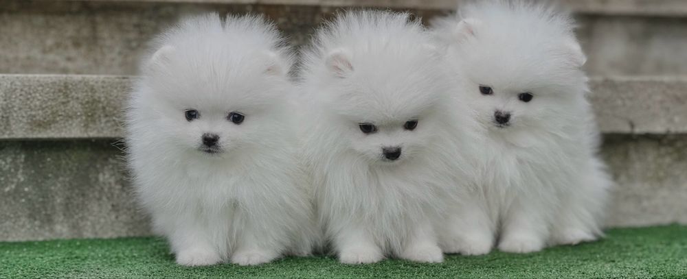 Померан померани мини