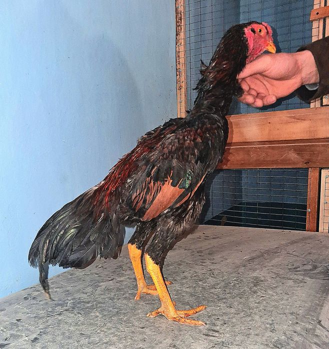 Продам бойцового петушка