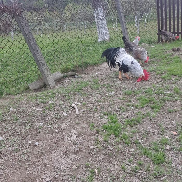 Gaini de vanzare!