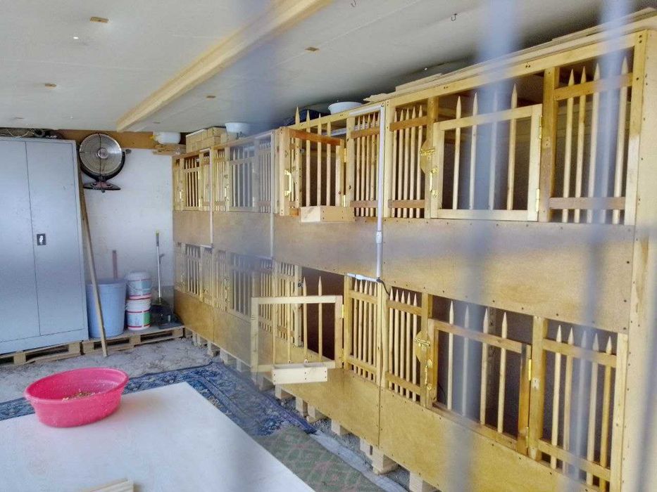 Xorozjila uchun maxsilis kataklar