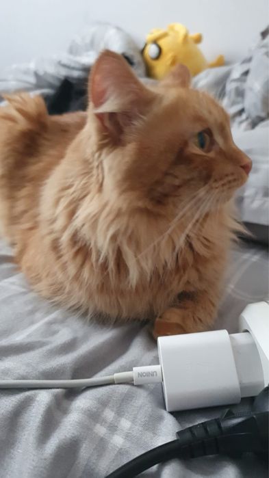 Ласковый котик Флафи